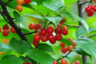 2018河南美農富硒櫻桃節開幕 五一玩轉櫻桃季，品味農副土特產品